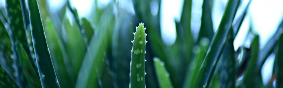 Aloevera