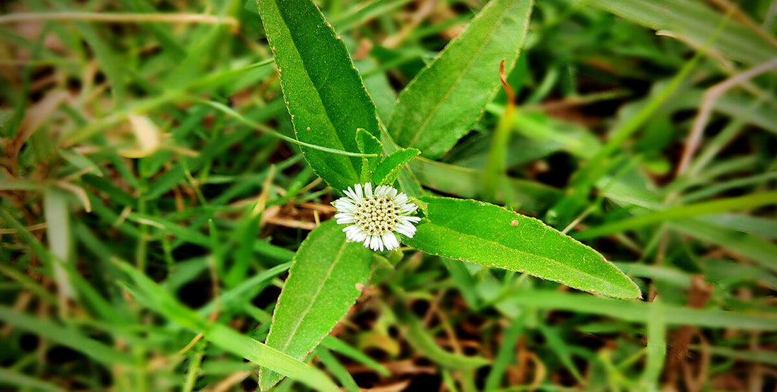 Benefits of Bhringraj on Hair!