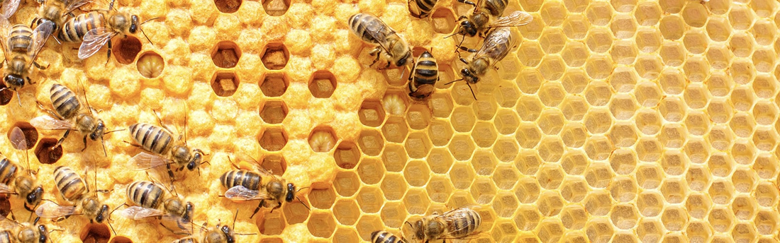 Beeswax