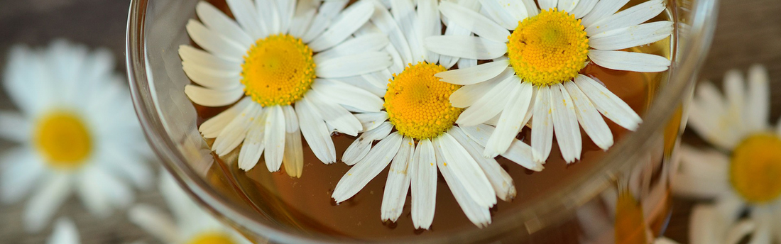 Chamomile