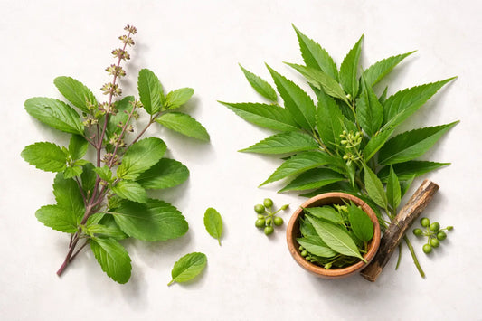 Tulsi vs Neem for Acne: Nature’s Ultimate Pimple-Fighting Showdown