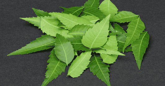 Neem Benefits for Skin: The Natural Secret to Clear, Healthy Glow
