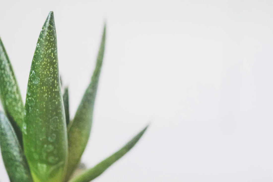 which aloe vera gel is best for face