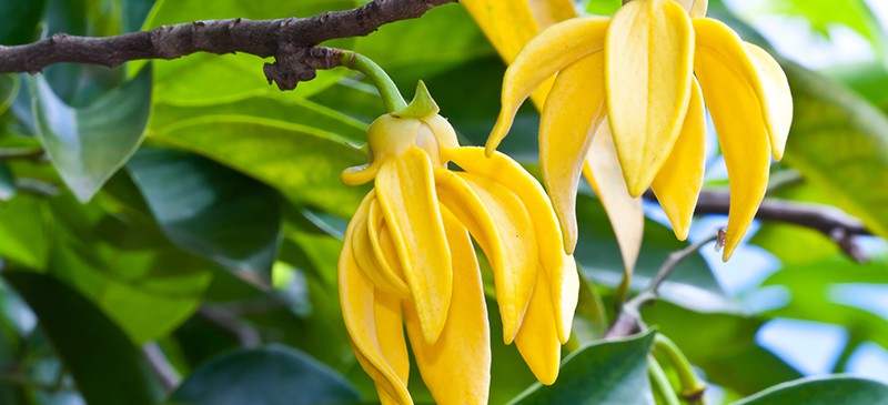 EXQUISITE YLANG YLANG FOR SKIN