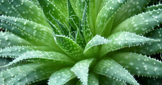 Aloe Vera Gel for Acne: A Natural Solution That Works