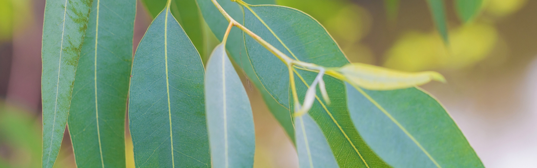 Eucalyptus