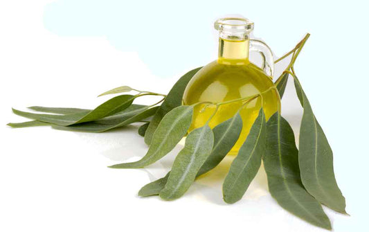 Eucalyptus Oil In These Easy Ways