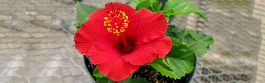 Hibiscus