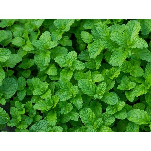 Mint Lips - how to use mint for lips?