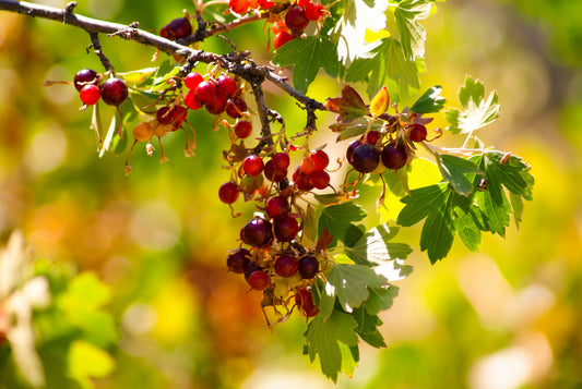 Energise Your Skin With The Magic of Juicy Juniper Berries