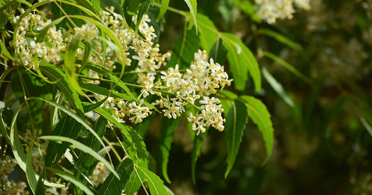 BENEFITS OF NEEM SEED OIL FOR SKIN & HAIR