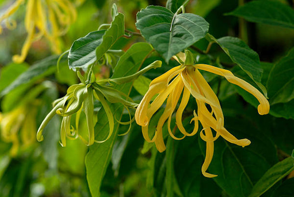 YLANG YLANG MIST: A MANDATORY NEED FOR THAT EXTRA OIL